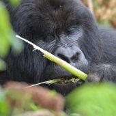  Bushokoro, Silverback Gorilla 3 (Congo)